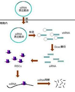 轉座因子