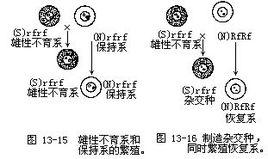 三系二區制種法