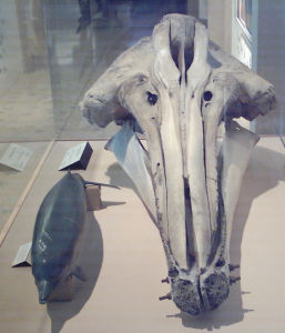 保存於加州科學館內的貝氏喙鯨頭骨