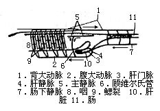 文昌魚型循環系