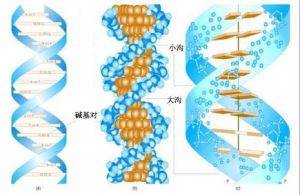 DNA一級結構