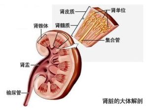 腎病綜合症