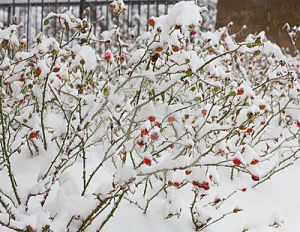 叢生雪輪