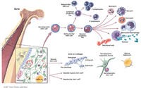 自體幹細胞免疫療法