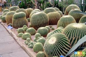 北京植物園熱帶溫室