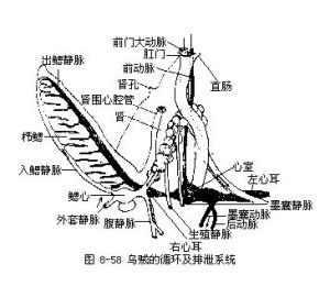 入鰓血管