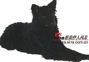 牧迪犬