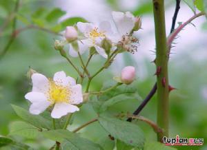 野薔薇