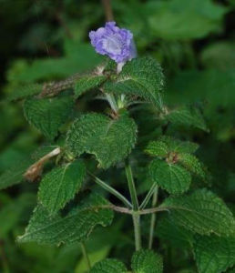 閉花紫雲菜