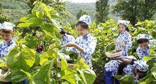 淤泥河村植桑養蠶和旅遊相冊