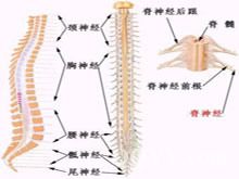 少枝膠質細胞瘤及間變少枝膠質細胞瘤