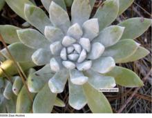 Dudleya greenei（格瑞內/格林氏景天）