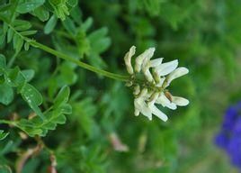 邊向花黃耆（原變種）