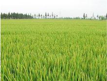 射陽水稻種植基地