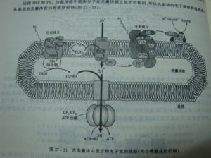 光解作用