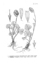 喜馬拉雅垂頭菊