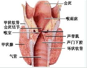 咽喉部位介紹