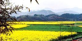 農場村[雲南省姚安縣棟川鎮農場村]