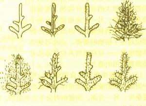 Cantharellus lateritius