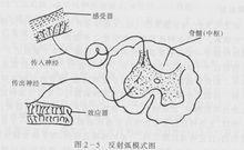 反射弧示意圖