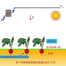 空間電場與二氧化碳同補技術套用