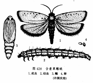 含羞草雕蛾