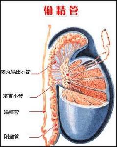 輸精管