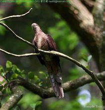 褐鵑鳩