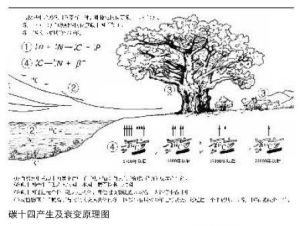 放射性碳定年法