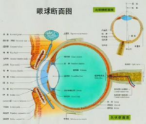 眼球運動障礙