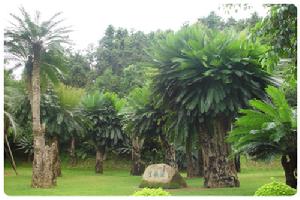 深圳仙湖植物園