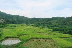 東川村[福建漳州平和縣安厚鎮東川村]