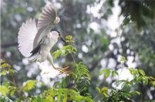 鷺鳥洲省級濕地公園