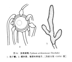 強雄腐霉