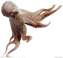 太平洋巨型章魚