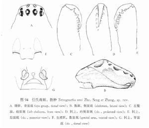 任氏肖蛸