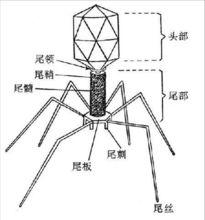 T4噬菌體結構圖