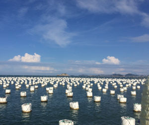 皇金鮑養殖海域