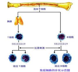 免疫分子