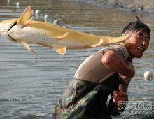 黃金魚[動物物種]