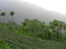 秦古鎮茶葉產業