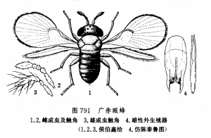 廣赤眼蜂