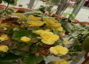 Bedding begonia