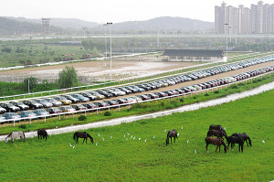 南京國際賽馬場，如今賽道上停滿了汽車