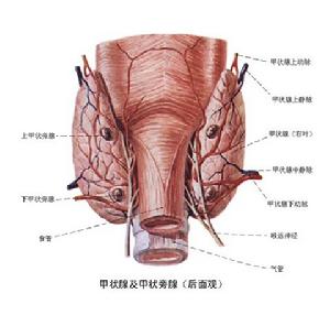 原發性甲狀腺惡性淋巴瘤