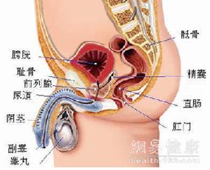 原發性膀胱輸尿管返流