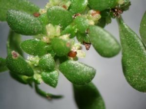 大果冷水花