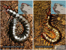 加拉帕格斯巨人蜈蚣和黑化的秘魯巨人蜈蚣