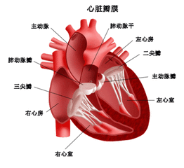 尿毒症性心包炎