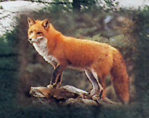 Red fox